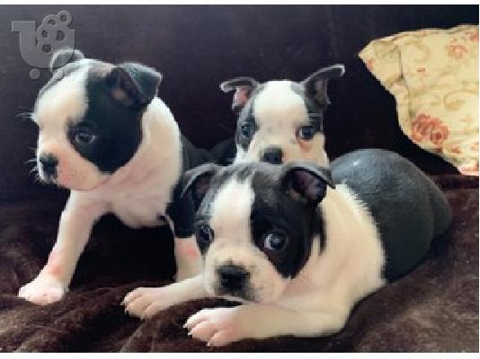 PoulaTo: Boston terrier